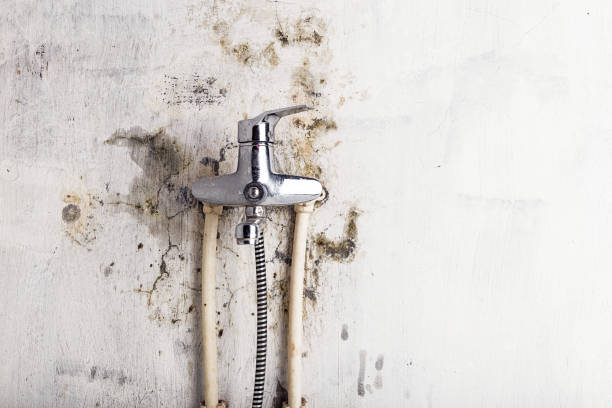 Best Mold Remediation for Specific Building Types in Ashville, AL