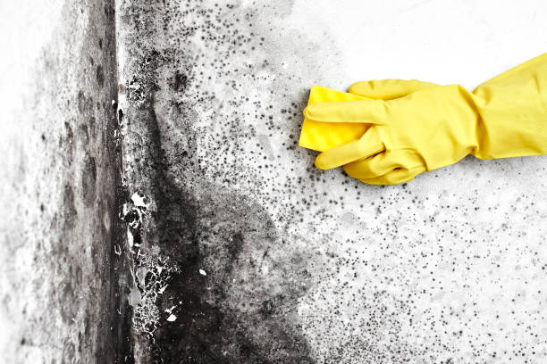 Best Health and Safety Mold Remediation in Ashville, AL