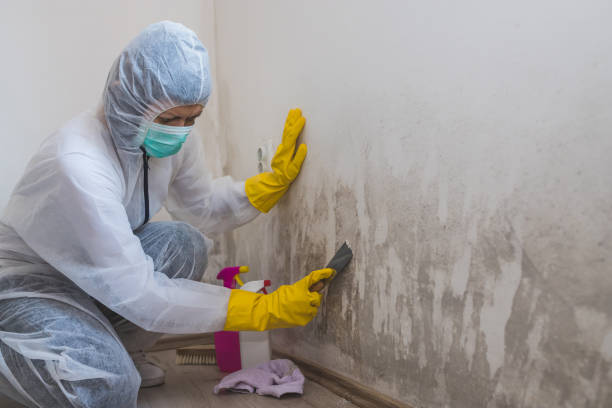 Best Mold Remediation for Schools in Ashville, AL