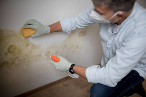 Professional Mold Remediation in Ashville, AL