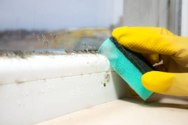Best Emergency Mold Remediation in Ashville, AL