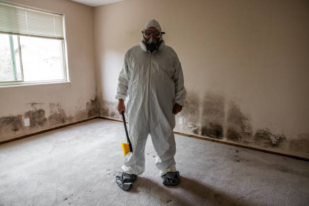 Best Post-Flood Mold Remediation in Ashville, AL